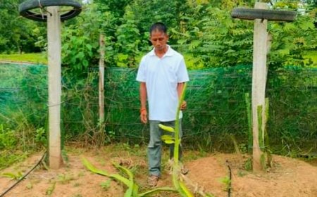 ড্রাগন ফলের বাগান কেটে ফেলার দায়ে অভিযুক্তরা ২৪ ঘন্টা পরও আজাদ ঘুরছে