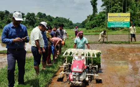 পেডি ট্রান্সপ্লান্টার ব্যবহারে ১৫০০ টাকায় ১ কানি জমিতে ধানের চারা রোপণ, কৃষি কলেজে সচেতনতামূলক নমুনা প্রদর্শন