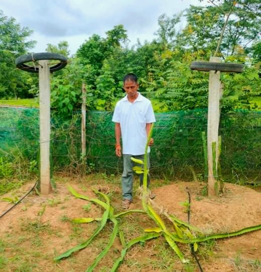 ড্রাগন ফলের বাগান কেটে ফেলার দায়ে অভিযুক্তরা ২৪ ঘন্টা পরও আজাদ ঘুরছে