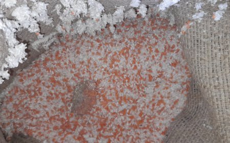 পোকা যুক্ত চাল ডাল শিশু এবং গর্ভবতী মায়েদের কপালে জুটল অঙ্গনওয়াড়ি কেন্দ্র থেকে