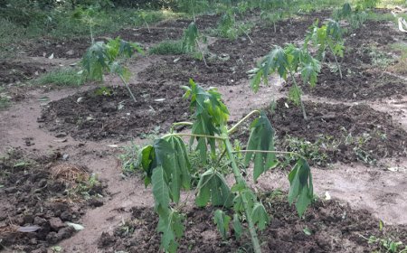 কৃষকের চোখের জল ঝরালো মিধিলি