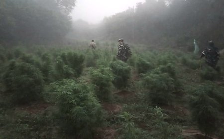পুলিশি অভিযানে ৫০০০ গাঁজা গাছ ধ্বংস