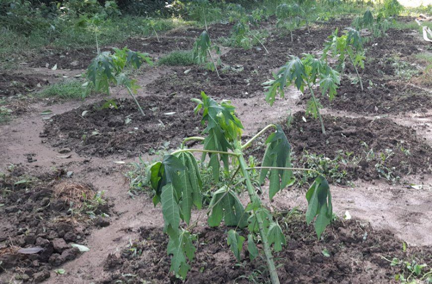 কৃষকের চোখের জল ঝরালো মিধিলি