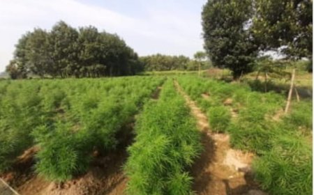 গাঁজা বাগান ধ্বংসে অনিহা,পুলিশের সামনে 'মোড়ল' গাঁজা চাষীরা