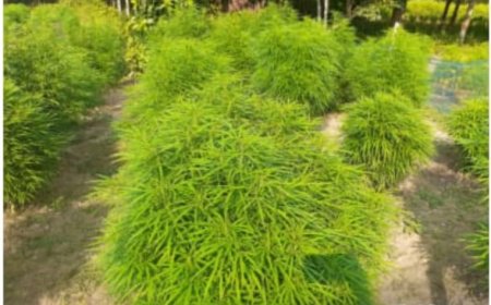 বিদ্যালয়ের পাশে গড়ে ওঠা বিশাল গাঁজা বাগান শিক্ষার্থীদের বিনোদনের মূল কেন্দ্রবিন্দু