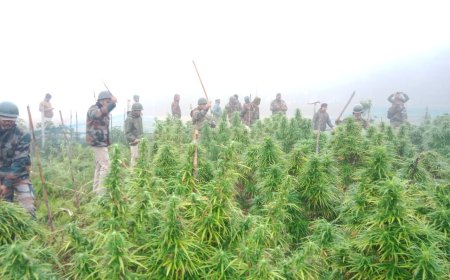 গাঁজা বিরোধী অভিযানে গিয়ে বোয়াল জিইয়ে রেখে দারকিনা জালে তুল্য পুলিশ