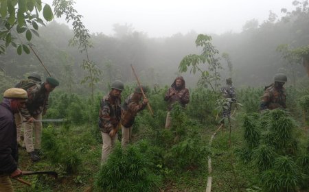 পশ্চিম সিমনা এলাকাতে গাঁজা বিরোধী অভিযানে দারুন সাফল্য পুলিশের