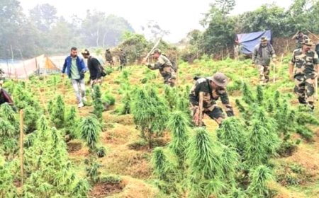 কলমচৌরা থানা এলাকায় পুলিশ ও BSF-র গাঁজা বিরোধী অভিযান