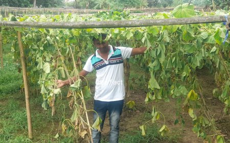 কৃষকের উৎপাদিত ফসল কেঁটে নষ্ট করল দুষ্কৃতী, অভিযোগ নিতে পুলিশের টালবাহানা