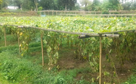 ২ দিন পুলিশের দরজায় ঘুরে অভিযোগ দায়ের করতে পারল না ক্ষতিগ্রস্ত কৃষক