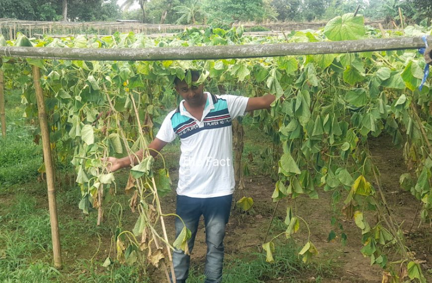 কৃষকের উৎপাদিত ফসল কেঁটে নষ্ট করল দুষ্কৃতী, অভিযোগ নিতে পুলিশের টালবাহানা