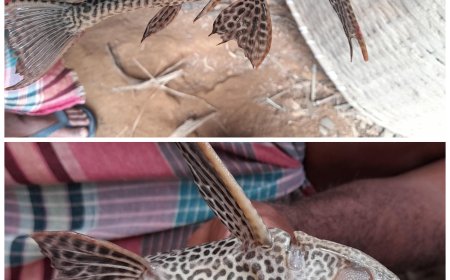 মৎস্য চাষীদের মাথা ব্যথার কারণ সাকার মাউথ ক্যাটফিস ধরা পরল বামুটিয়ায়