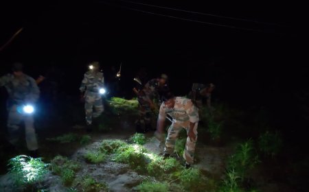 রাতের আঁধারে ৬০ হাজার গাঁজা গাছ ধ্বংস করল পুলিশ