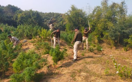 তুলাবাগানে গাঁজা বাগান নষ্ট করল লেফুঙ্গ থানার পুলিশ