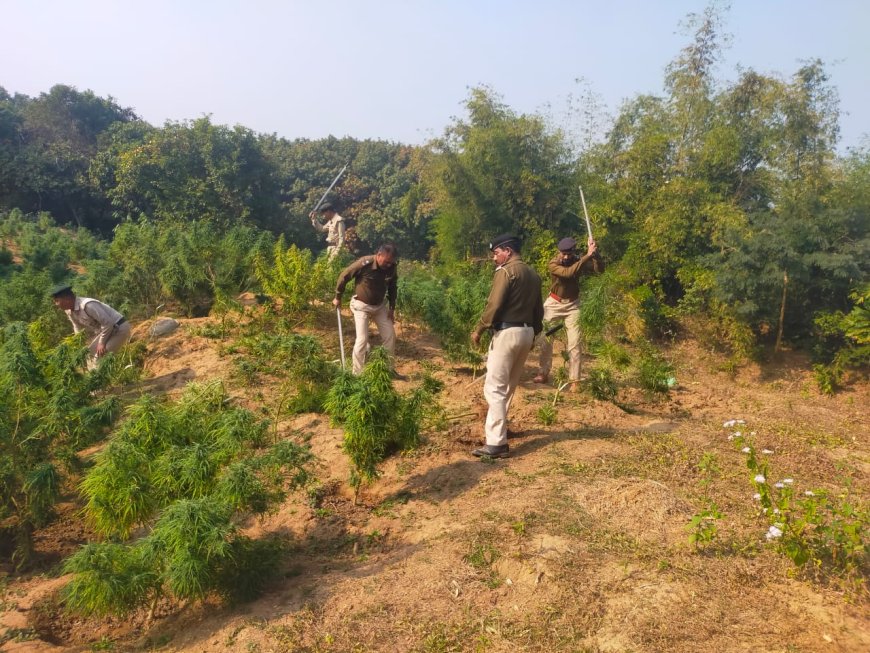 তুলাবাগানে গাঁজা বাগান নষ্ট করল লেফুঙ্গ থানার পুলিশ