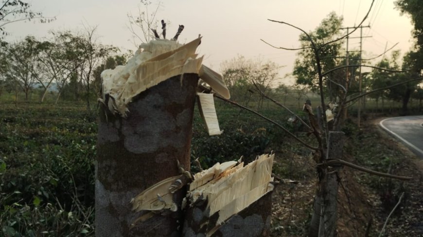 বিনোদিনী চা বাগানের ১০০ টি আগর গাছ কেটে দিল নিগম