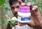 জমিতে আদামার 'ট্রাসিড' (Trassid) কীটনাশক প্রয়োগে ক্ষতির মুখে কৃষক