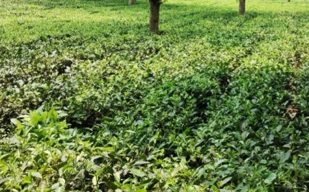 বামুটিয়ার বিনোদিনী চা বাগানে পামওয়েল চাষের উদ্যোগ মালিকের, আপত্তি জানালো শ্রমিকরা