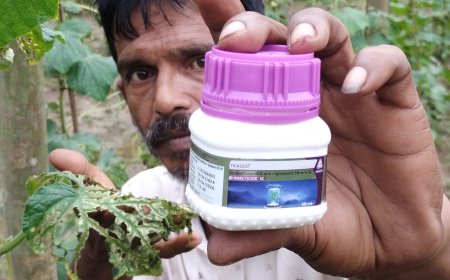 জমিতে আদামার 'ট্রাসিড' (Trassid) কীটনাশক প্রয়োগে ক্ষতির মুখে কৃষক