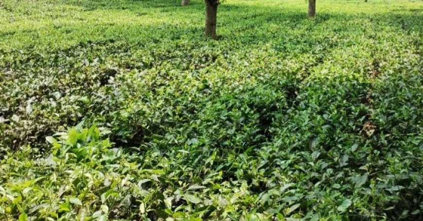 বামুটিয়ার বিনোদিনী চা বাগানে পামওয়েল চাষের উদ্যোগ মালিকের, আপত্তি জানালো শ্রমিকরা