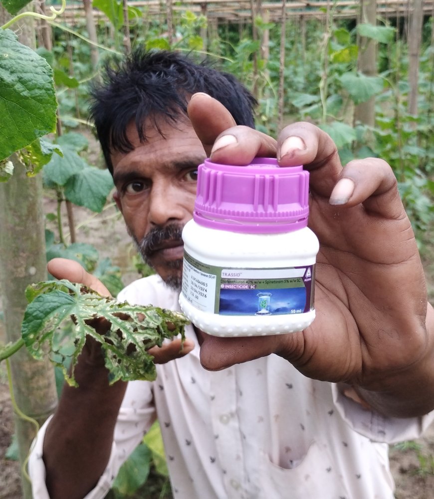 জমিতে আদামার 'ট্রাসিড' (Trassid) কীটনাশক প্রয়োগে ক্ষতির মুখে কৃষক