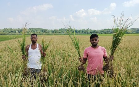 কৃষি দপ্তর থেকে দেওয়া বীজের ধান মরশুমের আগেই পেকে গেল,পাখির আক্রমণে সর্বসান্ত কৃষক