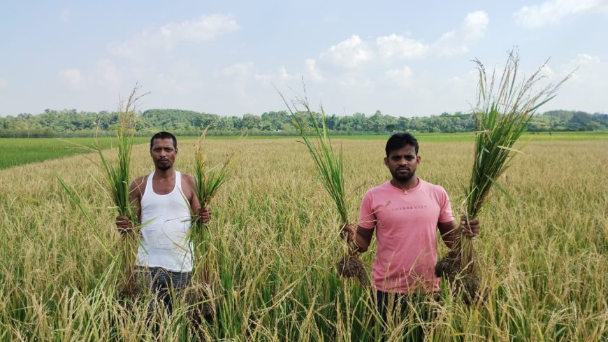কৃষি দপ্তর থেকে দেওয়া বীজের ধান মরশুমের আগেই পেকে গেল,পাখির আক্রমণে সর্বসান্ত কৃষক