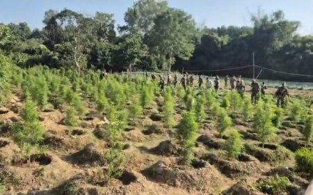 পঞ্চবটিতে ২৭ হাজার গাঁজা গাছ ধ্বংস করল পুলিশ