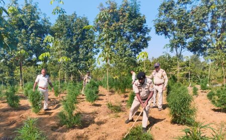 দীঘালিয়াতে অবৈধভাবে চাষ করা গাঁজা বাগান ধ্বংস করল লেখনার পুলিশ