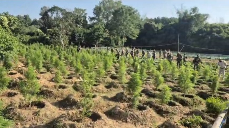 পঞ্চবটিতে ২৭ হাজার গাঁজা গাছ ধ্বংস করল পুলিশ