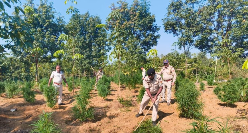 দীঘালিয়াতে অবৈধভাবে চাষ করা গাঁজা বাগান ধ্বংস করল লেখনার পুলিশ