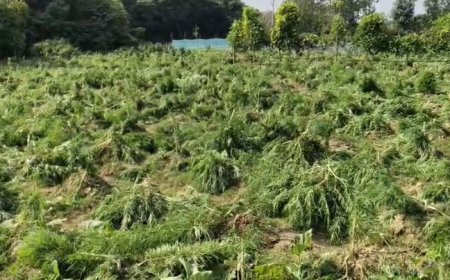 অবশেষে সিধাই থানা এলাকায় গাঁজা গাছ কাটতে মাঠে নামলো পুলিশ