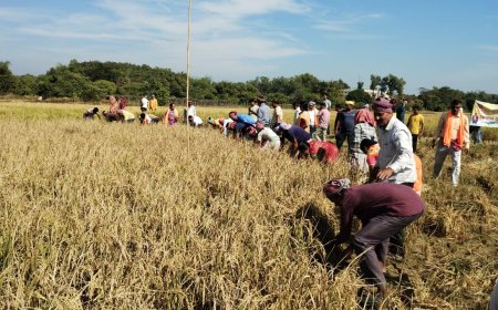 বামুটিয়ায় কৃষকের উৎপাদিত ধান কেটে সহযোগিতা করলো কিষণ মোর্চা