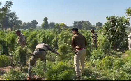 জগৎপুরে ২৫ হাজার গাঁজা গাছ কাটল সিধাই থানার পুলিশ