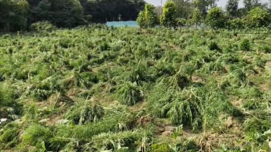 অবশেষে সিধাই থানা এলাকায় গাঁজা গাছ কাটতে মাঠে নামলো পুলিশ