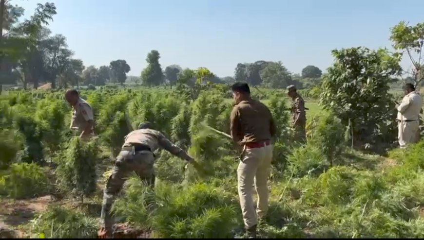 জগৎপুরে ২৫ হাজার গাঁজা গাছ কাটল সিধাই থানার পুলিশ