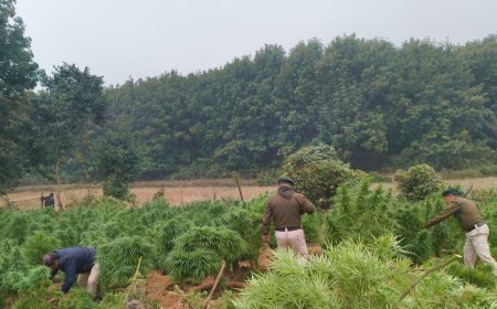 দিঘালিয়াতে গাঁজা বাগান ধ্বংস করল  লেফুঙ্গা থানার পুলিশ