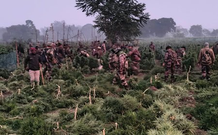 মোহনপুরে লক্ষাধিক গাঁজা গাছ ধ্বংস করলো পুলিশ, বাঁধা দানকারীদের দিকে কাঁদানো গ্যাস নিক্ষেপ