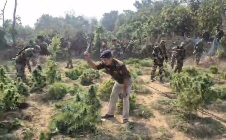 সিমনার দলদলিতে অবৈধ গাঁজা বাগান কাটলো পুলিশ