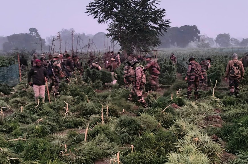 মোহনপুরে লক্ষাধিক গাঁজা গাছ ধ্বংস করলো পুলিশ, বাঁধা দানকারীদের দিকে কাঁদানো গ্যাস নিক্ষেপ