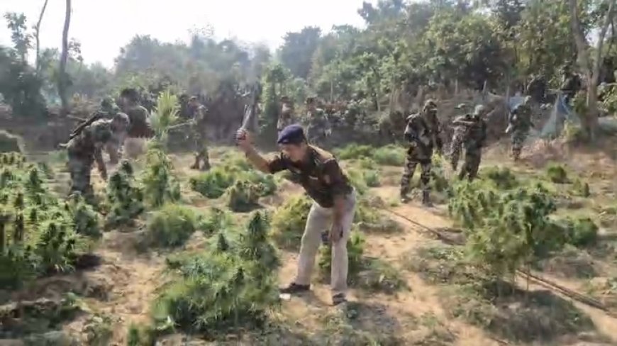 সিমনার দলদলিতে অবৈধ গাঁজা বাগান কাটলো পুলিশ