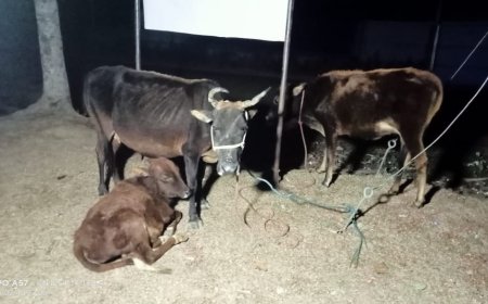 রাতের আঁধারে বামুটিয়া স্কুল মাঠ থেকে উদ্ধার গাভী