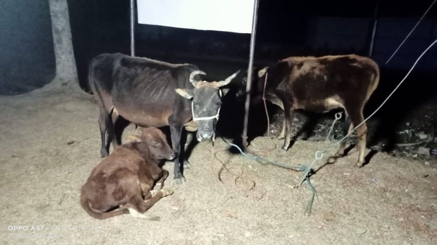 রাতের আঁধারে বামুটিয়া স্কুল মাঠ থেকে উদ্ধার গাভী