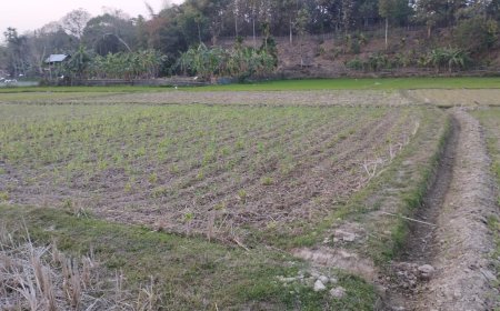 হেজামারায় সেচের অভাবে ধুঁকছে ১০০০ কানি জমি, প্রশাসন দর্শক