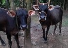 ভোগজুর থেকে দুটি গাভী চুরির ঘটনায় ২৪ ঘন্টায় কোন সাফল্য নেই পুলিশের