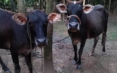 ভোগজুর থেকে দুটি গাভী চুরির ঘটনায় ২৪ ঘন্টায় কোন সাফল্য নেই পুলিশের