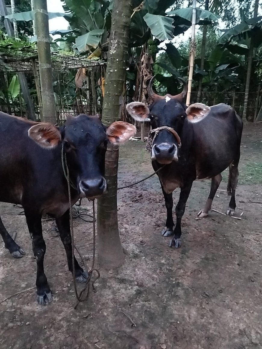 ভোগজুর থেকে দুটি গাভী চুরির ঘটনায় ২৪ ঘন্টায় কোন সাফল্য নেই পুলিশের